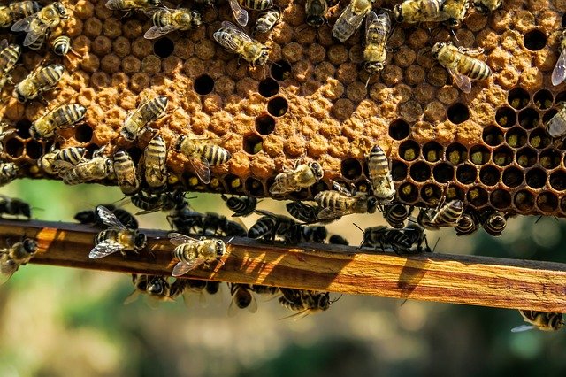 Gesunden Honig durch eigene Bienen im Garten erhalten